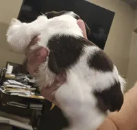 Smirnof, a female Miniature Schnauzer for sale in Spring Branch, TX – 1 of 2