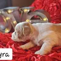 Rhaenyra, a female Miniature Schnauzer for sale in Spring Branch, TX – Photo 4 of 4