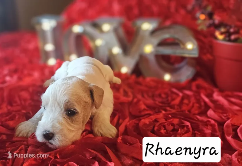 Rhaenyra – Miniature Schnauzer puppy on hold in Spring Branch, TX