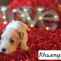 Rhaenyra, a female Miniature Schnauzer for sale in Spring Branch, TX – Photo 1 of 4