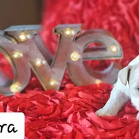 Rhaenyra, a female Miniature Schnauzer for sale in Spring Branch, TX – Photo 3 of 4