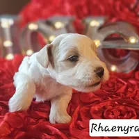 Rhaenyra, a female Miniature Schnauzer for sale in Spring Branch, TX – Photo 2 of 4