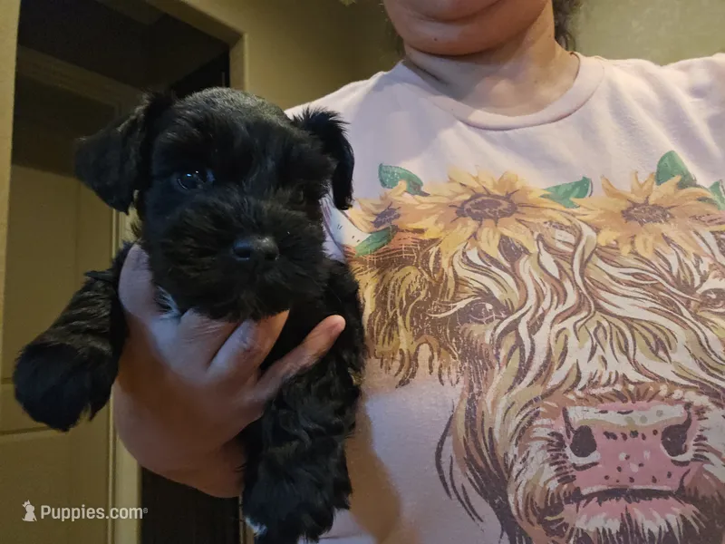 Bently  – Miniature Schnauzer puppy for sale in Spring Branch, TX