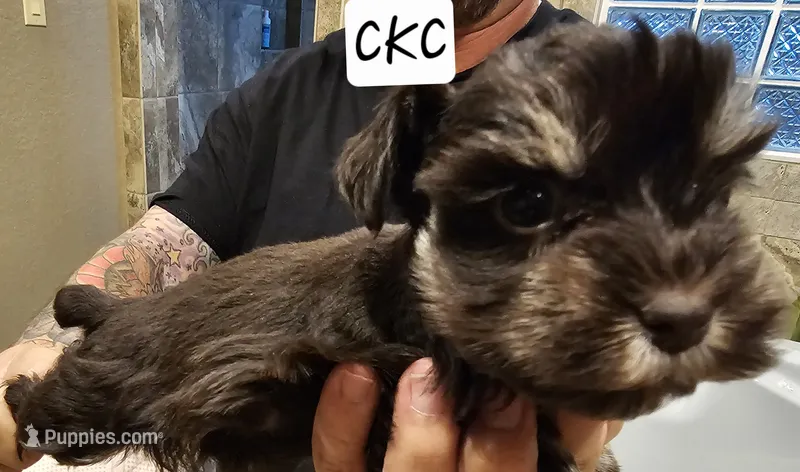 Ella – Miniature Schnauzer puppy for sale in Spring Branch, TX