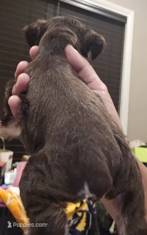 Garrison  – Miniature Schnauzer puppy for sale in Spring Branch, TX