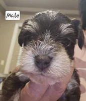 Garrison , a male Miniature Schnauzer for sale in Spring Branch, TX – 2 of 2