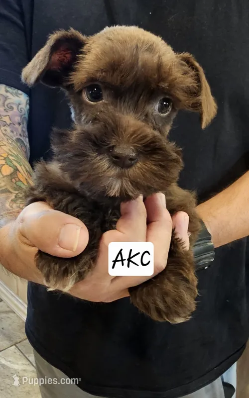 Whiskey – Miniature Schnauzer puppy for sale in Spring Branch, TX