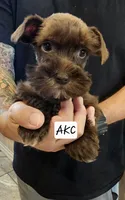 Whiskey, a female Miniature Schnauzer for sale in Spring Branch, TX – 1 of 3