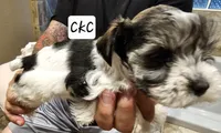 Vodka, a female Miniature Schnauzer for sale in Spring Branch, TX – 2 of 2