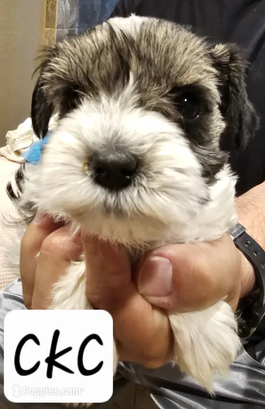 Vodka – Miniature Schnauzer puppy for sale in Spring Branch, TX