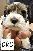 Vodka, a female Miniature Schnauzer for sale in Spring Branch, TX – 1 of 2