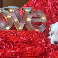 Ryn, a female Miniature Schnauzer for sale in Spring Branch, TX – Photo 4 of 4