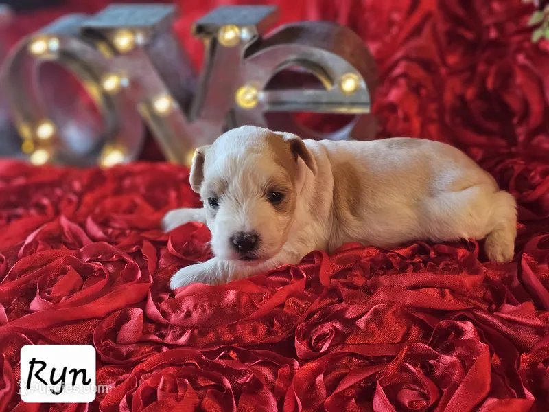 Ryn – Miniature Schnauzer puppy on hold in Spring Branch, TX