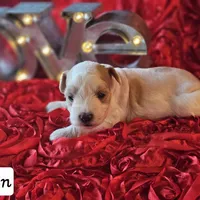 Ryn, a female Miniature Schnauzer for sale in Spring Branch, TX – Photo 1 of 4