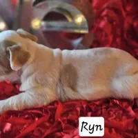Ryn, a female Miniature Schnauzer for sale in Spring Branch, TX – Photo 2 of 4