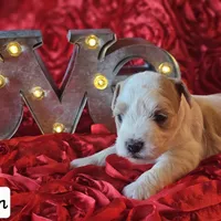 Ryn, a female Miniature Schnauzer for sale in Spring Branch, TX – Photo 3 of 4