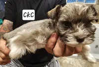 Royal, a male Miniature Schnauzer for sale in Spring Branch, TX – 2 of 2
