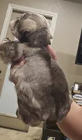 Jameson , a male Miniature Schnauzer for sale in Spring Branch, TX – 2 of 2