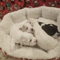 Rivers litter, a female Miniature Schnauzer for sale in Spring Branch, TX – Photo 2 of 3