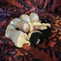 Rivers litter, a female Miniature Schnauzer for sale in Spring Branch, TX – Photo 1 of 3