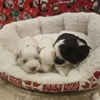 Rivers litter, a female Miniature Schnauzer for sale in Spring Branch, TX – Photo 3 of 3