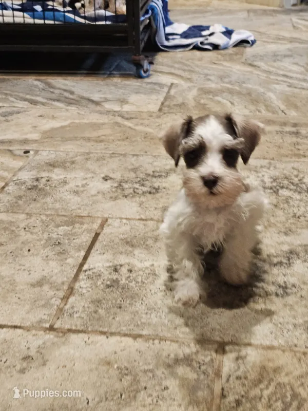 Royal – Miniature Schnauzer puppy for sale in Spring Branch, TX