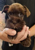 Whiskey, a female Miniature Schnauzer for sale in Spring Branch, TX – 2 of 3