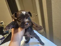 Latte , a female Miniature Schnauzer for sale in Spring Branch, TX – 1 of 2