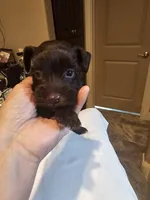 Whiskey , a male Miniature Schnauzer for sale in Spring Branch, TX – 1 of 2