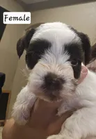 Smirnof, a female Miniature Schnauzer for sale in Spring Branch, TX – 2 of 2