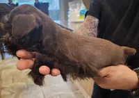 Whiskey, a female Miniature Schnauzer for sale in Spring Branch, TX – 3 of 3