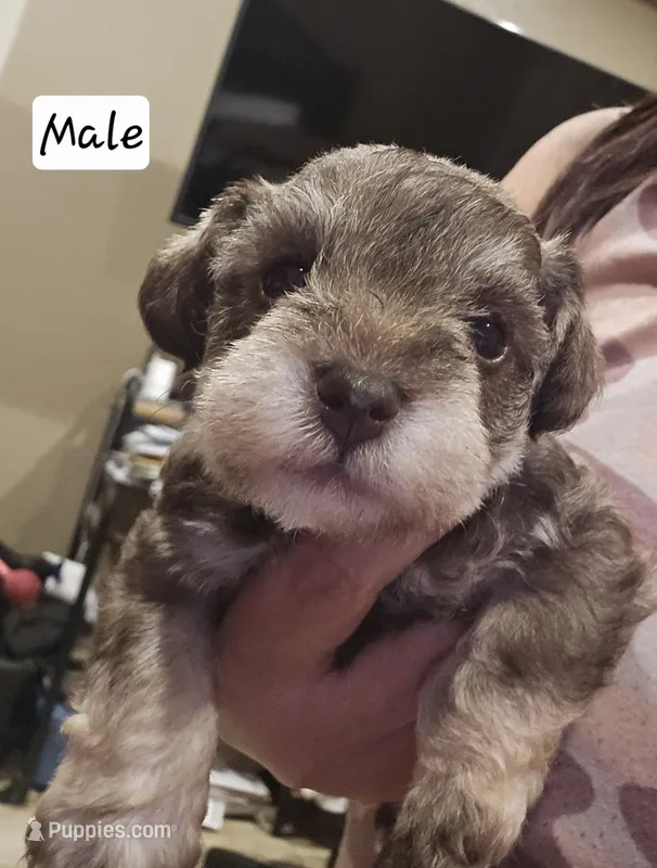 Jameson  – Miniature Schnauzer puppy for sale in Spring Branch, TX