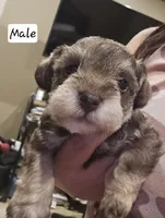 Jameson , a male Miniature Schnauzer for sale in Spring Branch, TX – 1 of 2