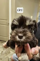 Ella, a female Miniature Schnauzer for sale in Spring Branch, TX – 2 of 3