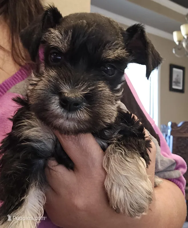 Rave – Miniature Schnauzer puppy for sale in Spring Branch, TX