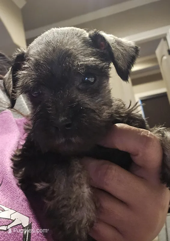Ace – Miniature Schnauzer puppy for sale in Spring Branch, TX