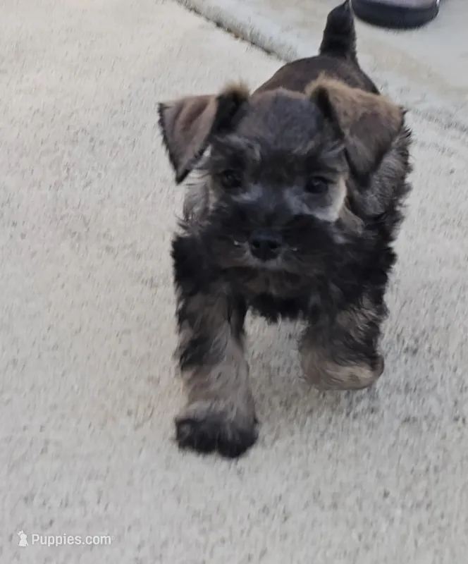 Chief – Miniature Schnauzer puppy for sale in Spring Branch, TX