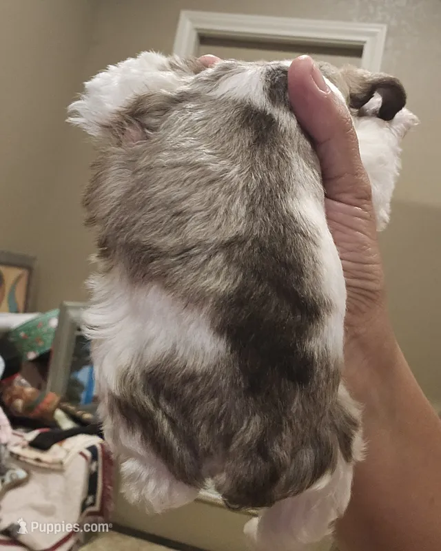 Royal – Miniature Schnauzer puppy for sale in Spring Branch, TX