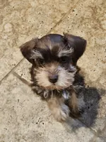 Garrison , a male Miniature Schnauzer for sale in Spring Branch, TX – 1 of 3