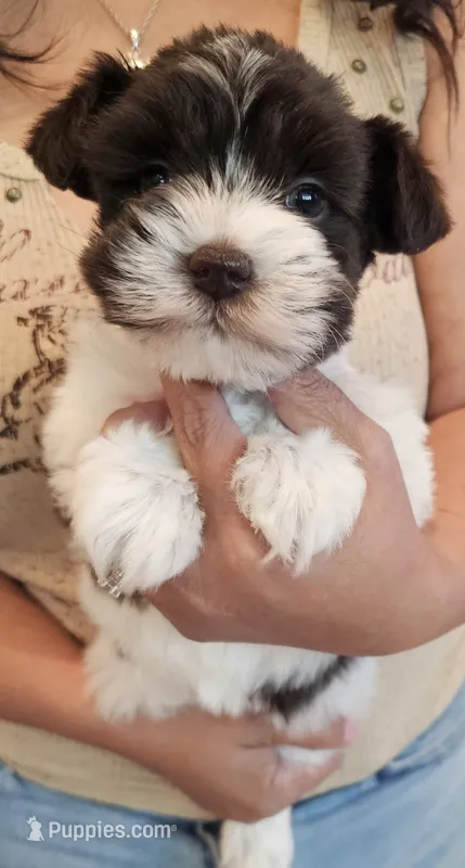 Laniey – Miniature Schnauzer puppy for sale in Spring Branch, TX