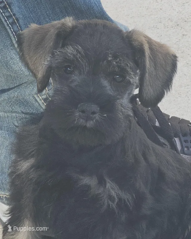 Gambler – Miniature Schnauzer puppy for sale in Spring Branch, TX