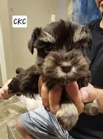 Ella, a female Miniature Schnauzer for sale in Spring Branch, TX – 3 of 3