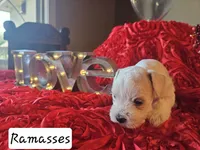 processed/0e35803a-b1d1-436b-ab1b-3837b6822948/listing/edb7e72d-a355-41e6-b24b-98c71ee21e68/7d120dcd-4c70-445d-9d1e-26a928b61bf8