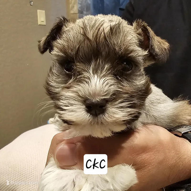 Royal – Miniature Schnauzer puppy for sale in Spring Branch, TX