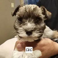 Royal, a male Miniature Schnauzer for sale in Spring Branch, TX – 1 of 2