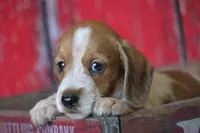 Moses wire hair, a male Miniature Dachshund for sale in Canton, TX – 2 of 9