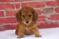 Nort , a male Miniature Dachshund for sale in Canton, TX – 7 of 9