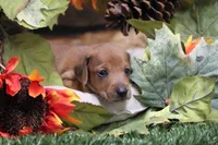 Sampson, a male Miniature Dachshund for sale in Canton, TX – 6 of 9