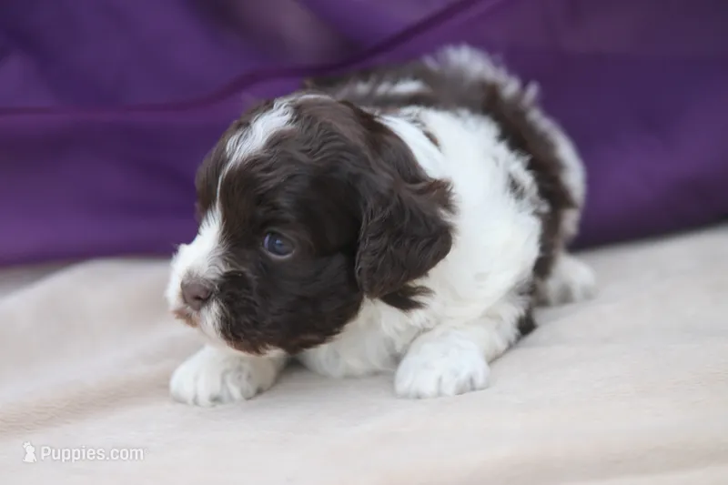 Hula – Cockapoo puppy for sale in Canton, TX