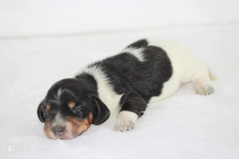 Todo – Miniature Dachshund puppy for sale in Canton, TX